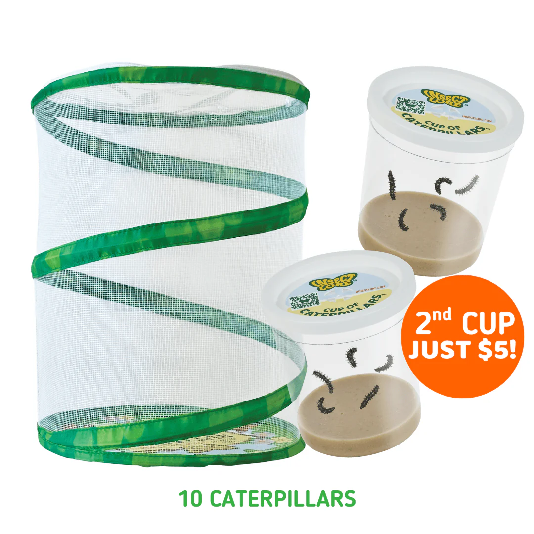 Butterfly Kits with Live Caterpillars